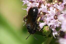 Image of Andrena pilipes Fabricius 1781