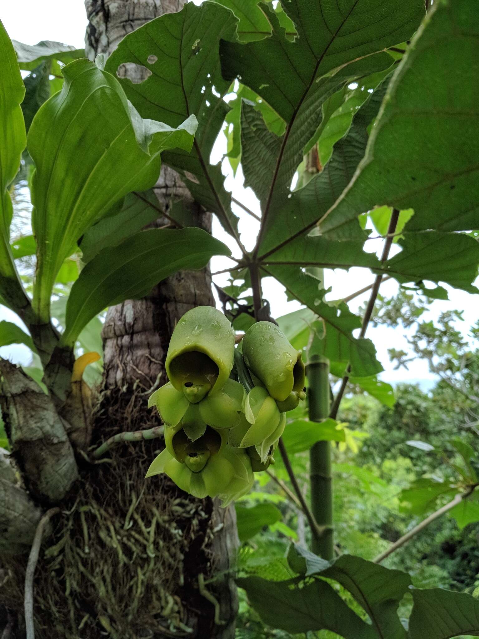 Image of Large-fruited Catasetum