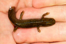 Image of Cope's Giant Salamander