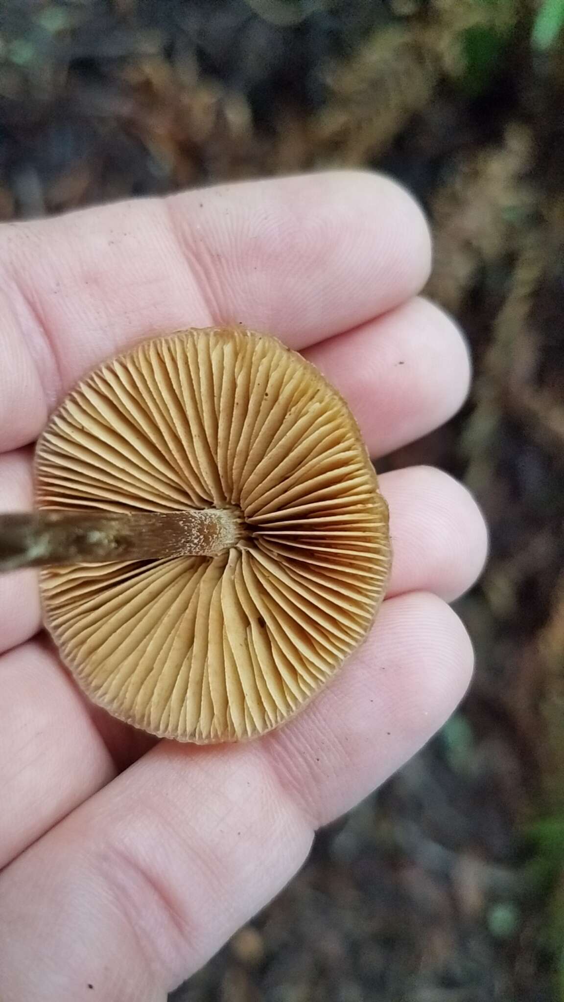 Image de Galerina badipes (Pers.) Kühner 1935