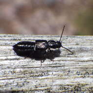 Image of Coprophilus (Coprophilus) striatulus (Fabricius 1792)