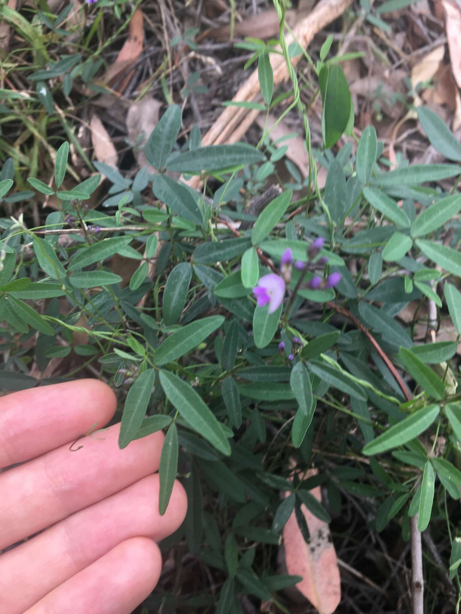 Imagem de Glycine microphylla Tindale