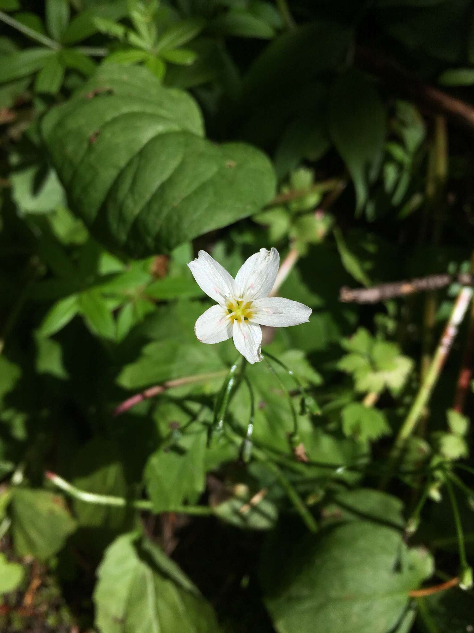 Claytonia cordifolia S. Wats. resmi