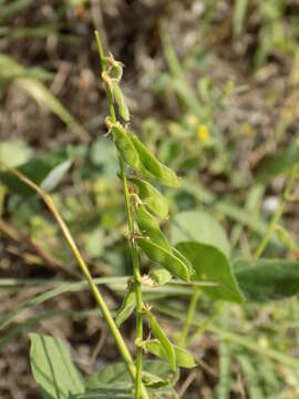 Imagem de Rhynchosia minima (L.) DC.