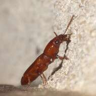 Image de Clivina (Clivina) planicollis Le Conte 1857