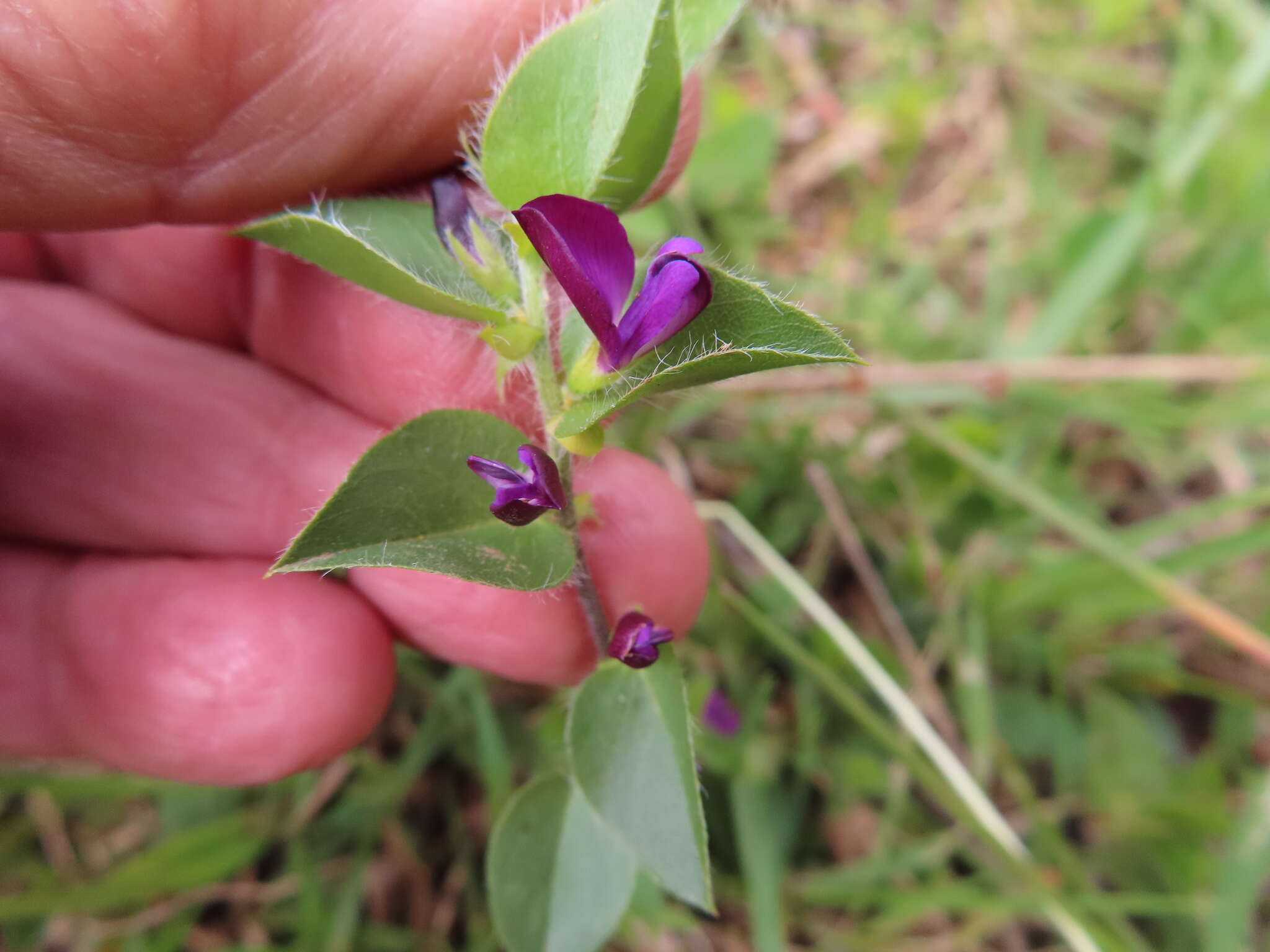 Imagem de Psoralea imbricata (L. fil.) T. M. Salter