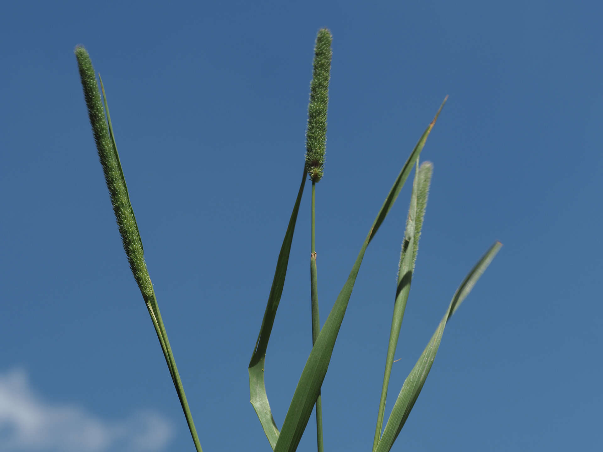 Image of Boehmer's cat's-tail