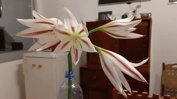 Crinum ornatum (Aiton) Herb. resmi