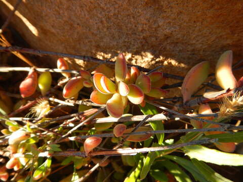 Image of Crassula atropurpurea var. anomala (Schönl. & Bak. fil.) Tölken