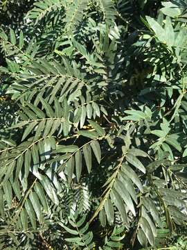 Image of cedar wattle