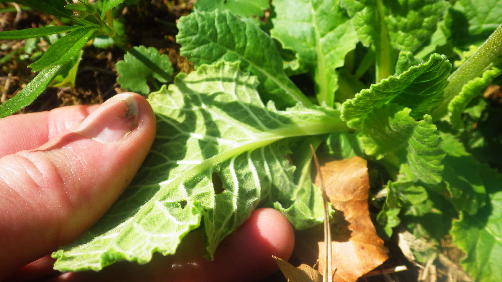 Image of Primula veris subsp. veris