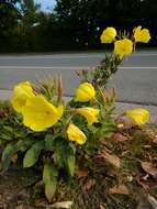 Image of redsepal evening primrose