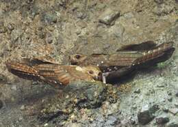 Image of oilbirds