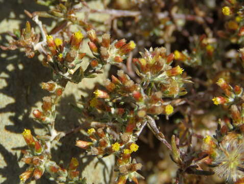 Image of Helichrysum asperum var. appressifolium (Moeser) Hilliard