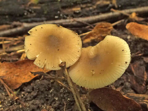 Image of Entoloma subradiatum (Kühner & Romagn.) M. M. Moser 1978