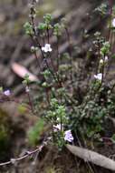 Imagem de Euphrasia amplidens W. R. Barker