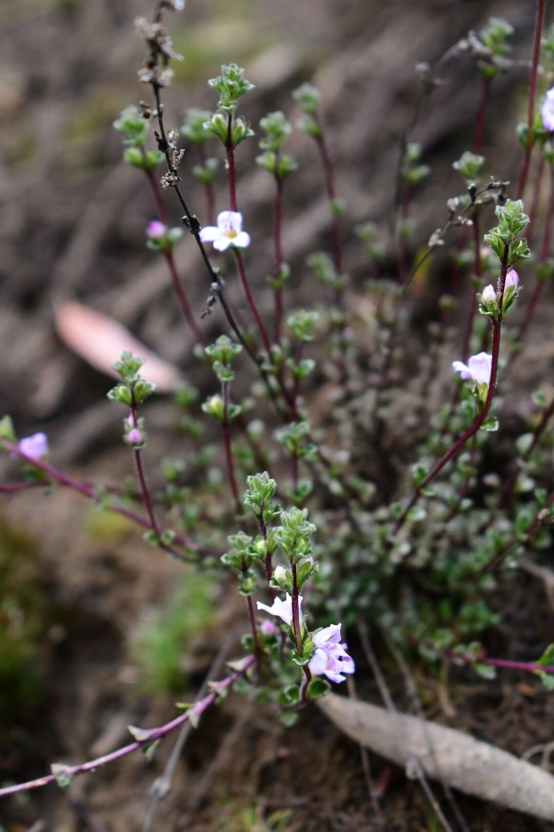 Image of Euphrasia amplidens W. R. Barker