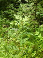 Image of Astragalus canadensis var. canadensis