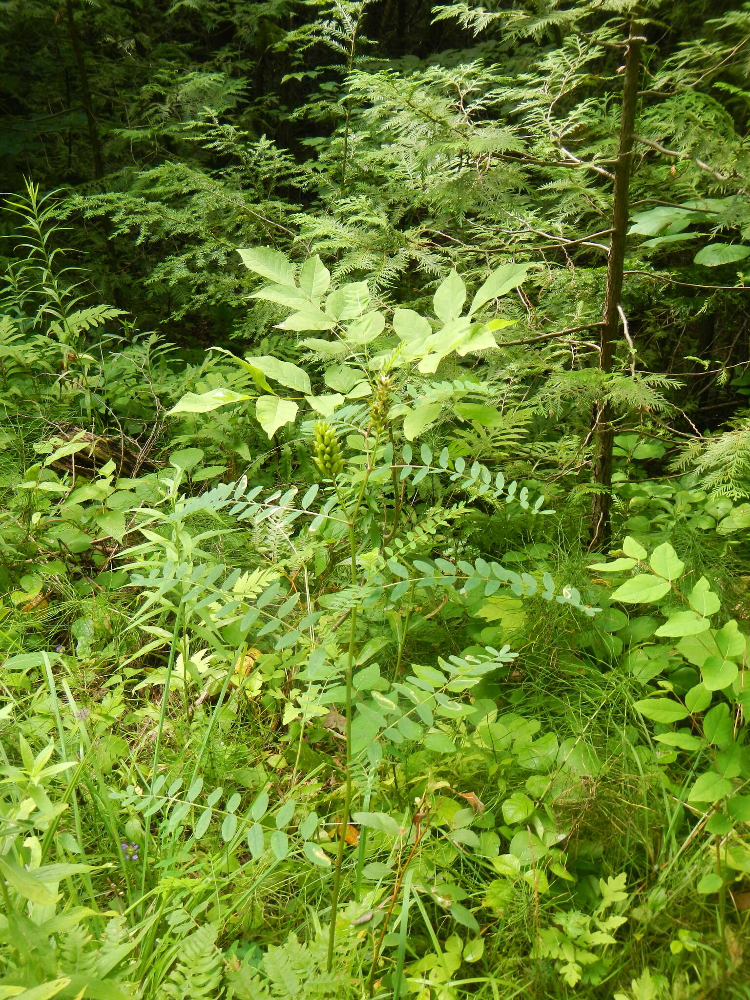 Слика од Astragalus canadensis var. canadensis