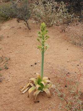 Image of Ornithogalum xanthochlorum Baker