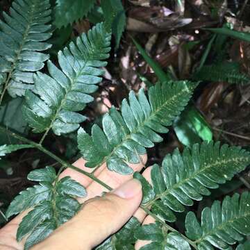 Image of Dryopteris polita Rosenst.