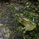 Image of Borneo splash frog