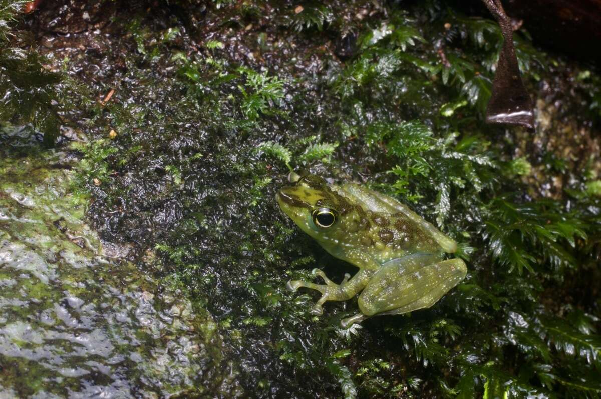 Image of Borneo splash frog