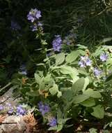 Image of Campanula peregrina L.