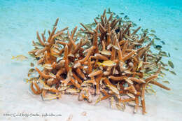 Image of Staghorn Coral