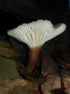 صورة Lactifluus sepiaceus (McNabb) Stubbe 2012