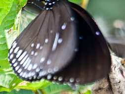 Image of Euploea midamus chloe Guérin 1843