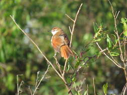 Image of Yellow-chinned Spinetail