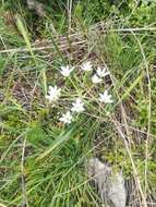 Image of Ornithogalum divergens Boreau