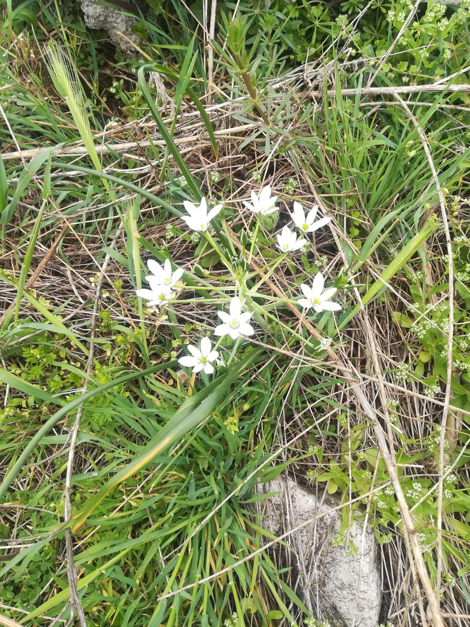 Imagem de Ornithogalum divergens Boreau