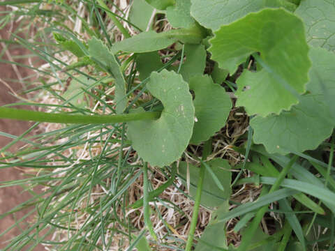 Doronicum columnae Ten. resmi