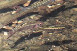 Image of Crescent Shiner