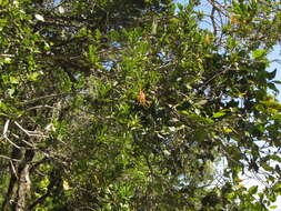 Image de Strophanthus speciosus (Ward & Harv.) Reber