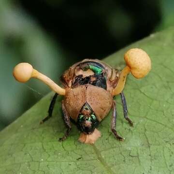 Image of Ophiocordyceps dipterigena (Berk. & Broome) G. H. Sung, J. M. Sung, Hywel-Jones & Spatafora 2007