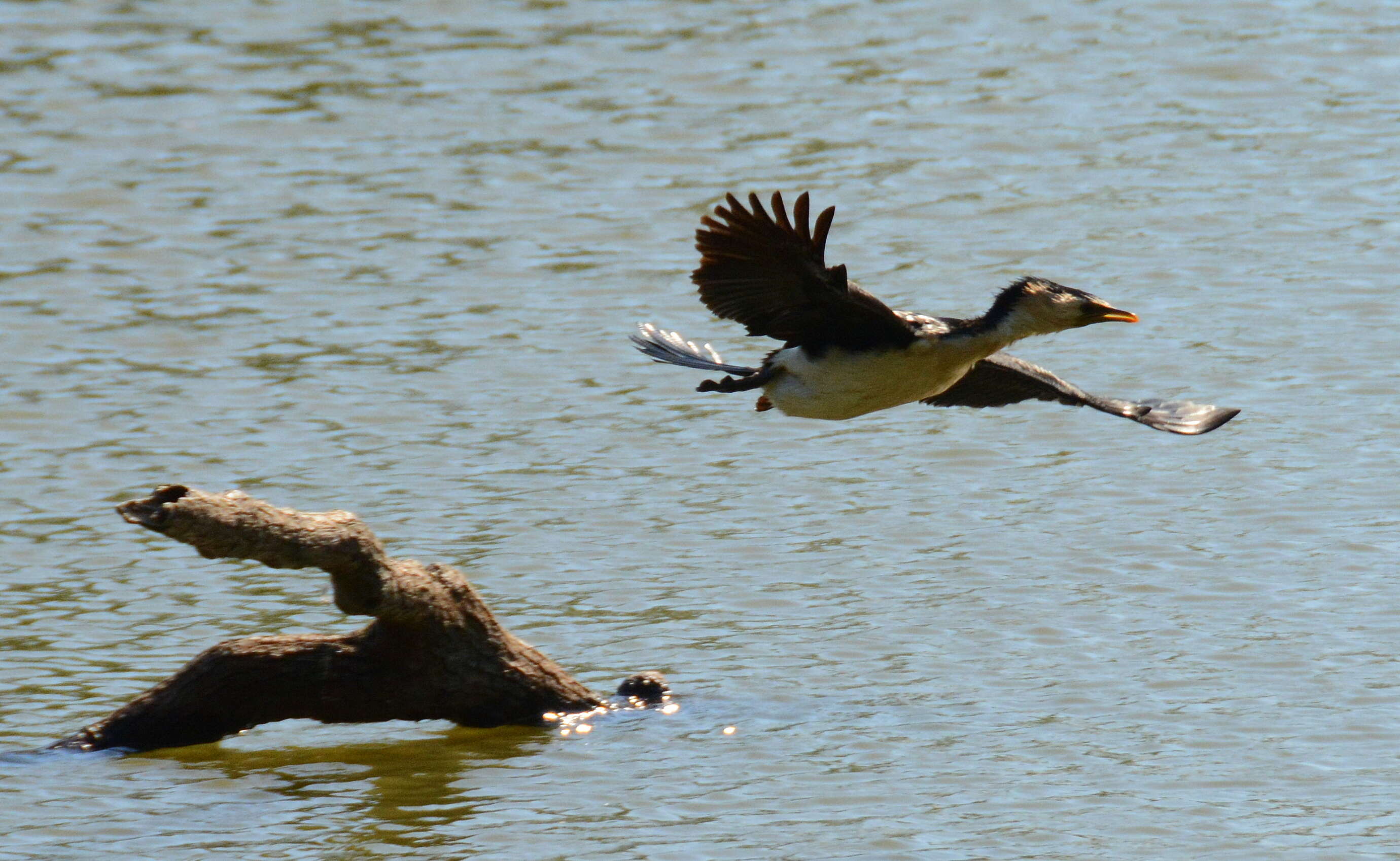 Image of Little Pied Cormorant