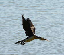 Image of Little Pied Cormorant