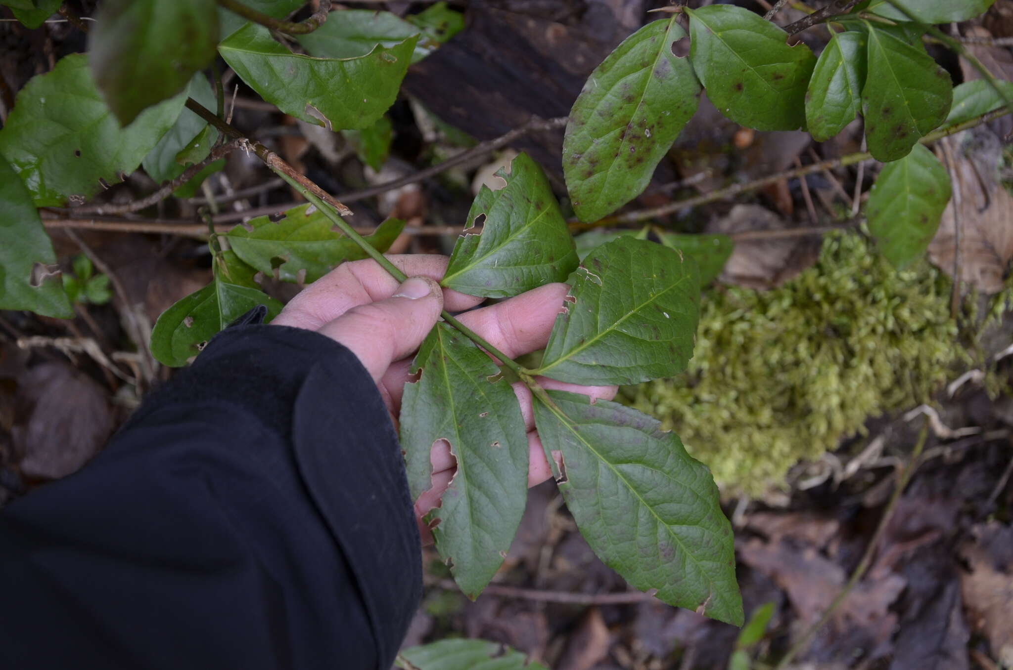 Image of Euonymus leiophloeus Stev.