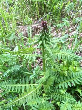 Imagem de Pedicularis recutita L.