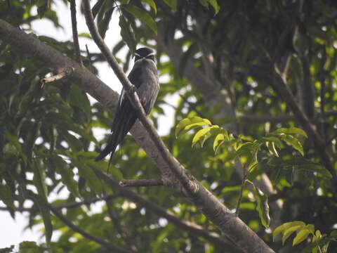 Image of Moustached Treeswift