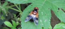 Image of Volucella tabanoides Motschulsky 1859