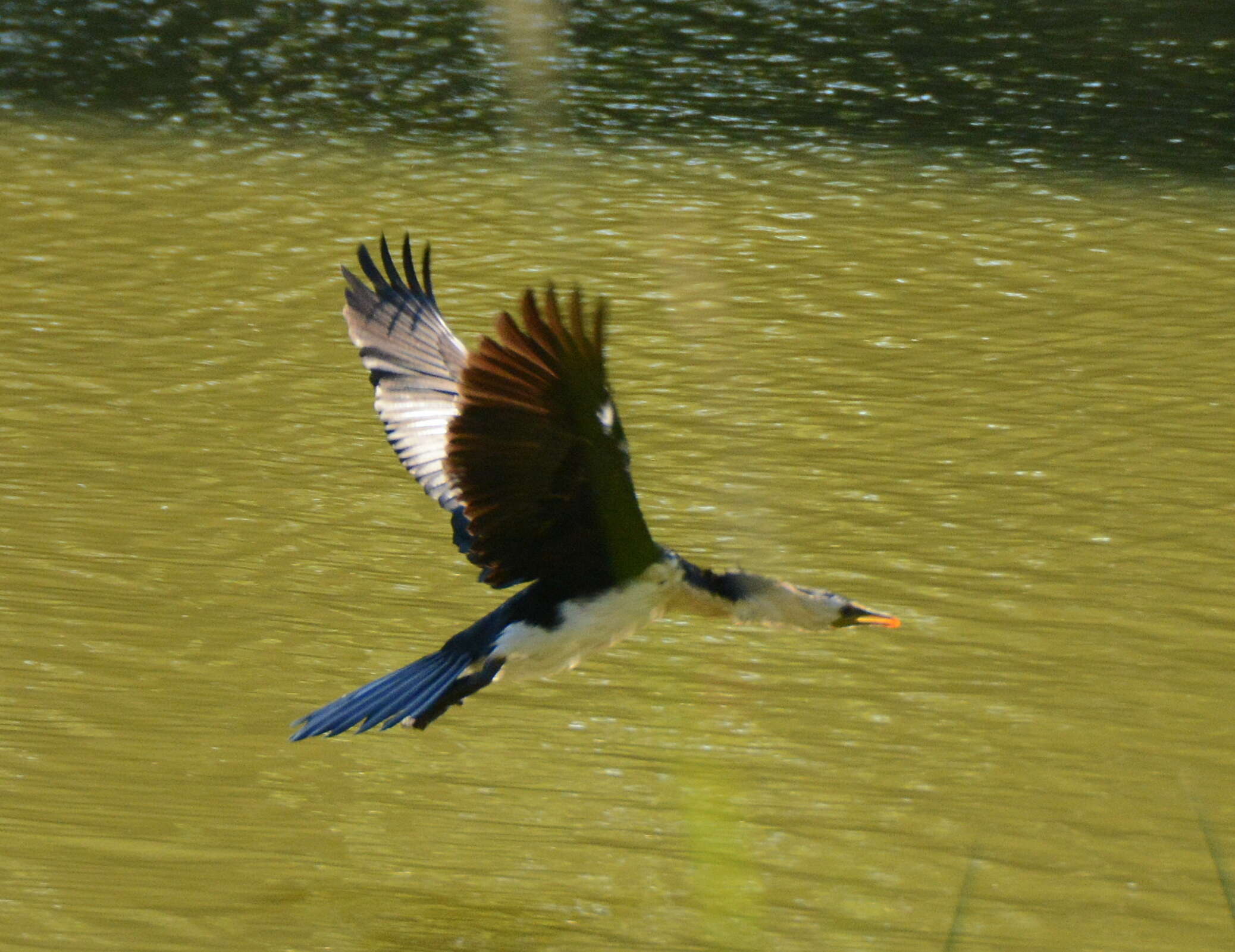 Image of Little Pied Cormorant