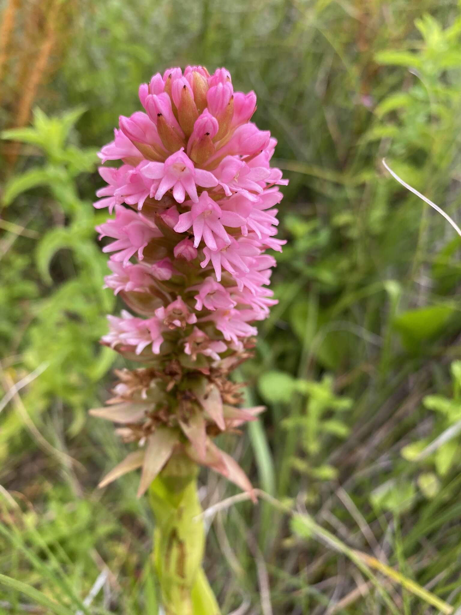 Image of Satyrium hallackii subsp. hallackii