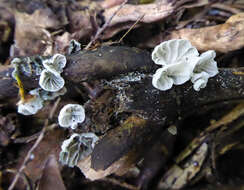 Image of Campanella tristis (G. Stev.) Segedin 1993