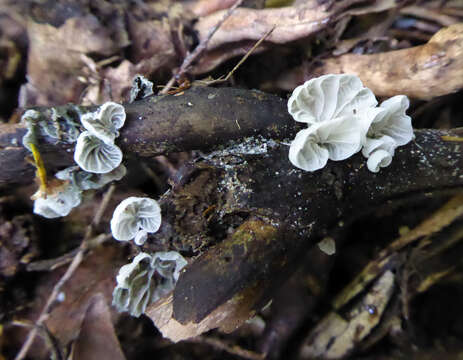 Image of Campanella tristis (G. Stev.) Segedin 1993