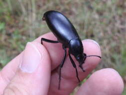 Image of Eleodes (Xysta) longicollis Le Conte 1851