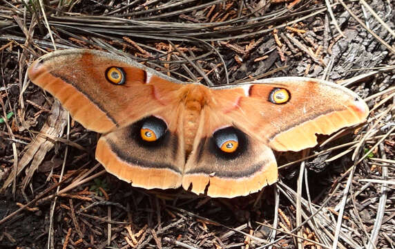 Image de Antheraea oculea (Neumoegen 1883)